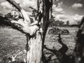 Gringo Shooting by Ben Ott  112